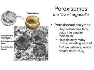 Peroxisomes
the “liver” organelle
• Peroxisomal enzymes:
– Help metabolize fatty
acids into smaller
molecules.
– Help detoxify many
toxins, including alcohol.
– Include catalase, which
breaks down H2O2.
 