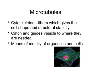 Microtubules
• Cytoskeleton - fibers which gives the
cell shape and structural stability
• Catch and guides vesicle to where they
are needed
• Means of motility of organelles and cells
 