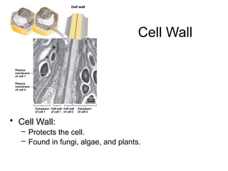 Cell Wall
• Cell Wall:
– Protects the cell.
– Found in fungi, algae, and plants.
 