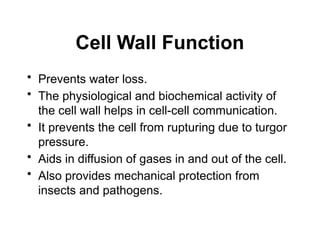 Cell Wall Function
• Prevents water loss.
• The physiological and biochemical activity of
the cell wall helps in cell-cell communication.
• It prevents the cell from rupturing due to turgor
pressure.
• Aids in diffusion of gases in and out of the cell.
• Also provides mechanical protection from
insects and pathogens.
 