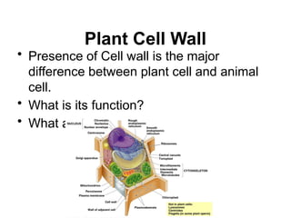 Plant Cell Wall
• Presence of Cell wall is the major
difference between plant cell and animal
cell.
• What is its function?
• What are its components?
 