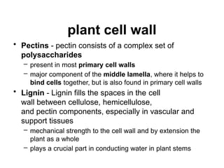 plant cell wall
• Pectins - pectin consists of a complex set of
polysaccharides
– present in most primary cell walls
– major component of the middle lamella, where it helps to
bind cells together, but is also found in primary cell walls
• Lignin - Lignin fills the spaces in the cell
wall between cellulose, hemicellulose,
and pectin components, especially in vascular and
support tissues
– mechanical strength to the cell wall and by extension the
plant as a whole
– plays a crucial part in conducting water in plant stems
 
