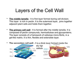 Layers of the Cell Wall
• The middle lamella - It is first layer formed during cell division.
This layer is rich in pectin. It is the outermost layer, joins together
adjacent plant cells and holds them together.
• The primary cell wall - It is formed after the middle lamella. It is
composed of pectin compounds, hemicellulose and glycoproteins.
The layer consists of a framework of cellulose micro-fibrils, in a
gel-like matrix. It is thin, flexible and extensible layer.
• The secondary cell wall - It is a thick layer formed inside the
primary cell wall. It is extremely rigid and provides strength. It is
composed of cellulose, hemicellulose and lignin.
 