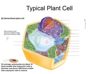 Typical Plant Cell
 