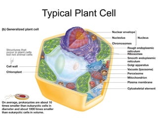 Typical Plant Cell
 