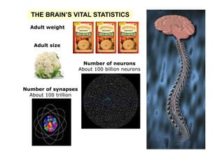THE BRAIN’S VITAL STATISTICS
  Adult weight


   Adult size


                         Number of neurons
                       About 100 billion neurons



Number of synapses
  About 100 trillion
 