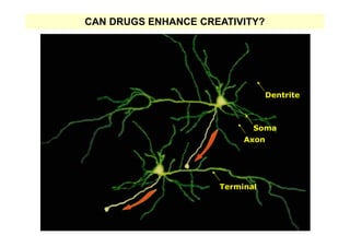 CAN DRUGS ENHANCE CREATIVITY?




                                 Dentrite



                            Soma
                          Axon




                     Terminal
 