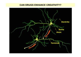 Inside The Creative Brain