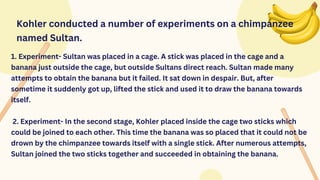 1. Experiment- Sultan was placed in a cage. A stick was placed in the cage and a
banana just outside the cage, but outside Sultans direct reach. Sultan made many
attempts to obtain the banana but it failed. It sat down in despair. But, after
sometime it suddenly got up, lifted the stick and used it to draw the banana towards
itself.
2. Experiment- In the second stage, Kohler placed inside the cage two sticks which
could be joined to each other. This time the banana was so placed that it could not be
drown by the chimpanzee towards itself with a single stick. After numerous attempts,
Sultan joined the two sticks together and succeeded in obtaining the banana.
Kohler conducted a number of experiments on a chimpanzee
named Sultan.
 