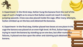 3. Experiment- In the third step, Kohler hung the banana from the roof of the
cage of such a height as to ensure that Sultan could not reach it even by
jumping upwards. A box was also placed inside the cage. After many attempts,
Sultan climbed up on the box and obtained the bananas.
4. Experiment- In the final step, Kohler placed two boxes at one place in the
cage the banana was placed at an even high level. At first, Sultan kept on
trying to reach the banana by standing up on one box, but after numerous
failures, it placed one box upon the other and claiming quit obtained the
banana.
 