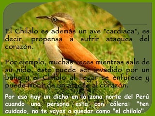 El Chilalo es además un ave "cardiaca", es decir, propensa a sufrir ataques del corazón. Por ejemplo, muchas veces mientras sale de su nido, este puede ser invadido por un búho y el Chilalo al llegar se enfurece y puede morir de un ataque al corazón.  Por eso hay un dicho en la zona norte del Perú cuando una persona esta con cólera: "ten cuidado, no te vayas a quedar como "el chilalo". 