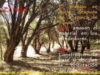 El trabajo se inicia después de la época de lluvias.  1ero:  amasan el material en los alrededores.  2do : Construyen la base y deciden la orientación del nido. BOSQUE DE ALGARROBO DONDE ACOSTUMBRAN ANIDAR LOS CHILALOS El nido 