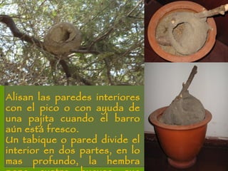 Alisan las paredes interiores con el pico o con ayuda de una pajita cuando el barro aún está fresco. Un tabique o pared divide el interior en dos partes, en lo mas profundo, la hembra pone cuatro huevos que encuban entre los dos.  