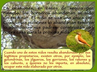 En ocasiones, en casos de sequía por ejemplo, los horneros abandonan su nido sin terminar. El nido se usa una única vez. Cuando los pichones lo abandonan también lo abandonan sus padres: construirán una nueva casa para la próxima nidada. Cuando uno de estos nidos resulta abandonado por sus legítimos propietarios, existen otros, por ejemplo, las golondrinas, los jilgueros, los gorriones, los ratones y los caburés, a quienes no les importa, en absoluto, ocupar este nido elaborado por otros. 