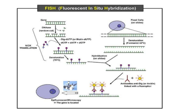 In situ hybridization | PPTX