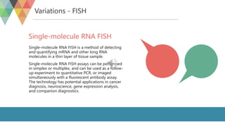 Fish For Rna In Situ Hybridization | PDF