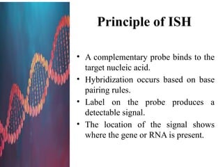 InSitu Hybridization and Fluorescence In Situ Hybridization (FISH) .pptx
