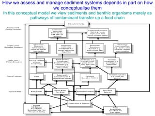 How we assess and manage sediment systems depends in part on how we conceptualise them In this conceptual model we view sediments and benthic organisms merely as pathways of contaminant transfer up a food chain 