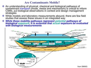 An understanding of physical, chemical and biological pathways of contaminant  transport  (mode, media and mechanism) is critical to inform CSMs, put biological observations in context and design management strategies While models and laboratory measurements abound, there are few field studies that assess these issues in an integrated way While these mobility pathways represent  potential  pathways of biological  exposure , it is essential that  actual  exposure be evaluated with biological measurements Are Contaminants Mobile? from SMWG 