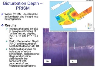 Within PRISM, identified the active depth and insight into heterogeneity Results Images analyzed on-site to provide estimates of “active” mixing depths, P04 ~6-11 cm, P17 ~4-7 cm Redox Penetration Depth (RPD) and bioturbation depth both deeper at P04 Additional analyses for indicators of redox penetration, successional stage and physical disturbance are consistent with geochemical and microbial observations Bioturbation Depth – PRISM P04 P17 