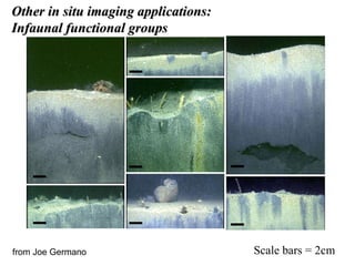 Scale bars = 2cm Other in situ imaging applications:  Infaunal functional groups from Joe Germano 