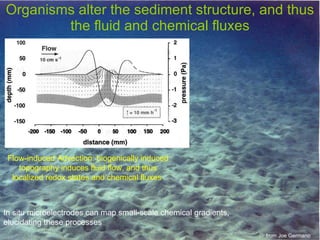 Organisms alter the sediment structure, and thus the fluid and chemical fluxes from Joe Germano Flow-induced Advection: biogenically induced topography induces fluid flow, and thus localized redox states and chemical fluxes  In situ microelectrodes can map small-scale chemical gradients,  elucidating these processes 