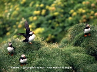 “ Puffins” – (papagaios do mar)  Aves típicas da região 
