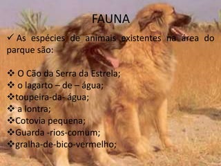 FAUNA
 As espécies de animais existentes na área do
parque são:

 O Cão da Serra da Estrela;
 o lagarto – de – água;
toupeira-da- água;
 a lontra;
Cotovia pequena;
Guarda -rios-comum;
gralha-de-bico-vermelho;
 