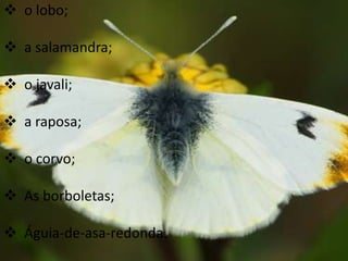  o lobo;

 a salamandra;

 o javali;

 a raposa;

 o corvo;

 As borboletas;

 Águia-de-asa-redonda.
 