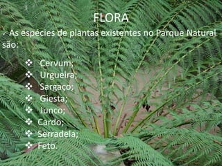 FLORA
 As espécies de plantas existentes no Parque Natural
são:
         Cervum;
         Urgueira;
         Sargaço;
         Giesta;
         Junco;
        Cardo;
        Serradela;
        Feto.
 