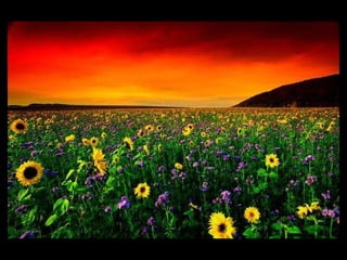 Weeds & flowers thriving together...  gee, whatta concept  . 