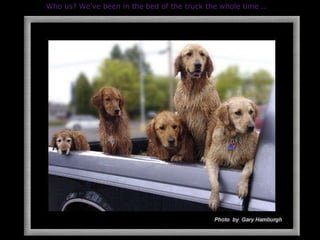 Who us? We've been in the bed of the truck the whole time .. 