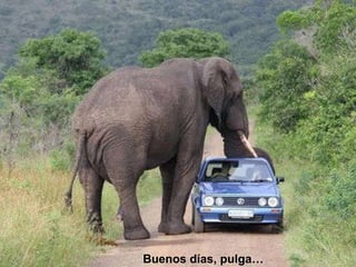 Buenos días, pulga… 