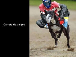Carrera de galgos 