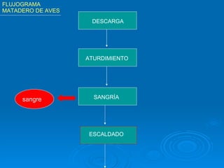 DESCARGA ATURDIMIENTO SANGRÍA ESCALDADO sangre FLUJOGRAMA MATADERO DE AVES 