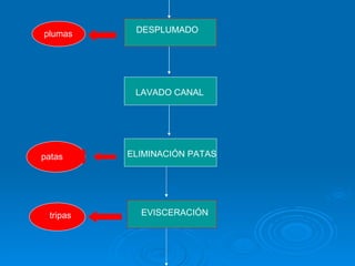 DESPLUMADO LAVADO CANAL ELIMINACIÓN PATAS EVISCERACIÓN plumas patas tripas 