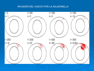 INVASIÓN DEL HUEVO POR LA SALMONELLA 