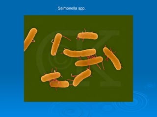 Salmonella spp. 