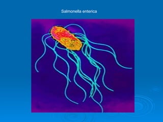 Salmonella enterica 