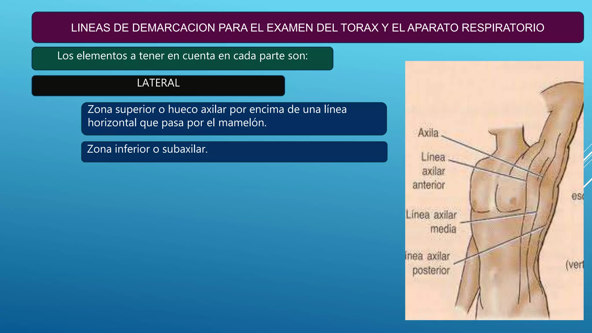 Torax Simple Inspeccion de torax | PPTX