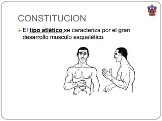 CONSTITUCION
 El tipo atlético se caracteriza por el gran
 desarrollo musculo esquelético.
 