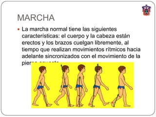 MARCHA
 La marcha normal tiene las siguientes
 características: el cuerpo y la cabeza están
 erectos y los brazos cuelgan libremente, al
 tiempo que realizan movimientos rítmicos hacia
 adelante sincronizados con el movimiento de la
 pierna opuesta.
 