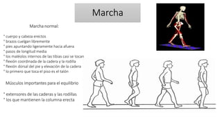 Marcha 
Marcha normal: 
° cuerpo y cabeza erectos 
° brazos cuelgan libremente 
° pies apuntando ligeramente hacia afuera 
° pasos de longitud media 
° los maléolos internos de las tibias casi se tocan 
° flexión coordinada de la cadera y la rodilla 
° flexión dorsal del pie y elevación de la cadera 
° lo primero que toca el piso es el talón 
Músculos importantes para el equilibrio 
° extensores de las caderas y las rodillas 
° los que mantienen la columna erecta 
 