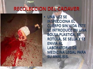 RECOLECCION DEL CADAVER
• UNA VEZ SE
INSPECCIONA EL
CUERPO SIN VIDA ESTE
SE INTRODUCE EN UNA
BOLSA PLASTICA, SE
ROTULA, SE SELLA Y SE
ENVIA AL
LABORATORIO DE
MEDICINA LEGAL PARA
SU ANALISIS.
 