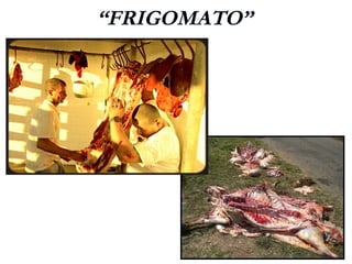 “FRIGOMATO”
 
