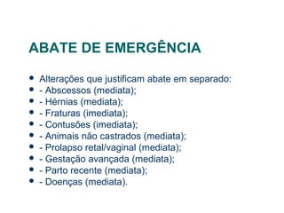 ABATE DE EMERGÊNCIA
 Alterações que justificam abate em separado:
 - Abscessos (mediata);
 - Hérnias (mediata);
 - Fraturas (imediata);
 - Contusões (imediata);
 - Animais não castrados (mediata);
 - Prolapso retal/vaginal (mediata);
 - Gestação avançada (mediata);
 - Parto recente (mediata);
 - Doenças (mediata).
 