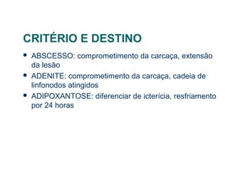 CRITÉRIO E DESTINO
 ABSCESSO: comprometimento da carcaça, extensão
da lesão
 ADENITE: comprometimento da carcaça, cadeia de
linfonodos atingidos
 ADIPOXANTOSE: diferenciar de icterícia, resfriamento
por 24 horas
 