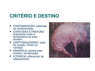 CRITÉRIO E DESTINO
 CONTAMINAÇÃO: extensão
da contaminação
 CONTUSÃO E FRATURA:
importante medir a
temperatura no ante-
mortem.
 CRIPTORQUIDISMO: teste
de cocção, cheiro na
carcaça.
 ERISIPELA: exame ante-
mortem, condenação
 ICTERÍCIA: diferenciar de
adipoxantose.
 
