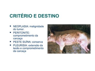 CRITÉRIO E DESTINO
 NEOPLASIA: malignidade
do tumor.
 PERITONITE:
comprometimento da
carcaça
 PESTE SUÍNA: conserva
 PLEURISIA: extensão da
lesão e comprometimento
da carcaça
 