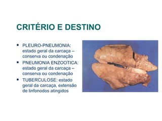 CRITÉRIO E DESTINO
 PLEURO-PNEUMONIA:
estado geral da carcaça –
conserva ou condenação
 PNEUMONIA ENZOOTICA:
estado geral da carcaça –
conserva ou condenação
 TUBERCULOSE: estado
geral da carcaça, extensão
de linfonodos atingidos
 